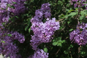 Pompes funèbres Les Lilas